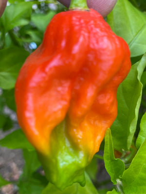 Ghost Pepper